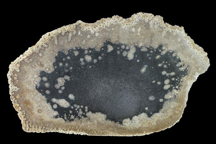Unpolished Petrified Palmwood (Palmoxylon) Slab - Texas #143843